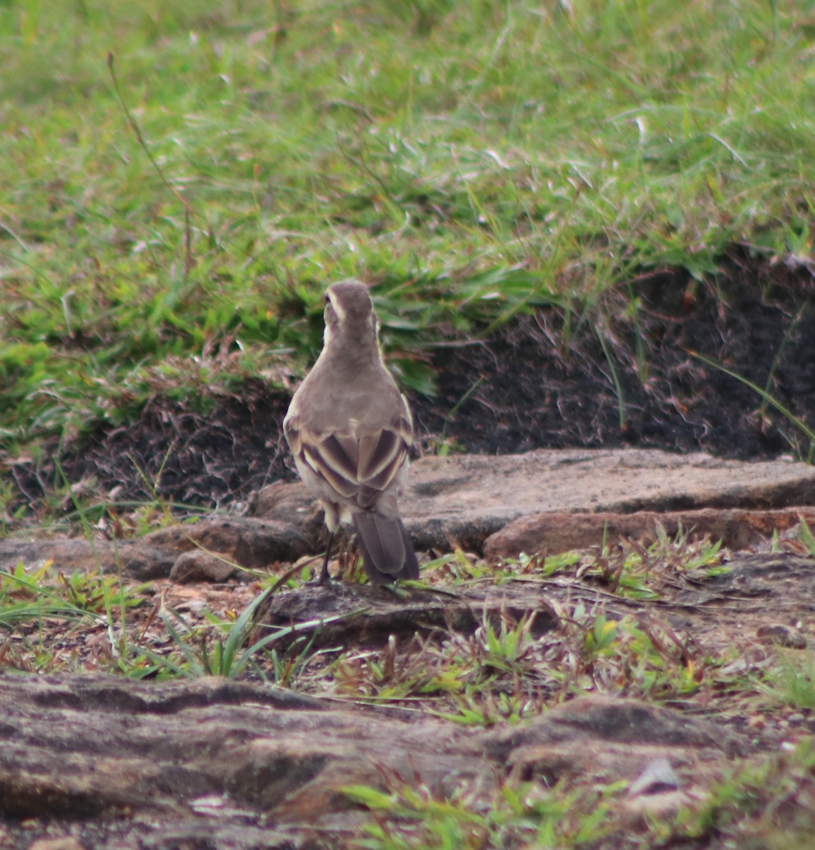 Long-tailed Cinclodes - ML633077224