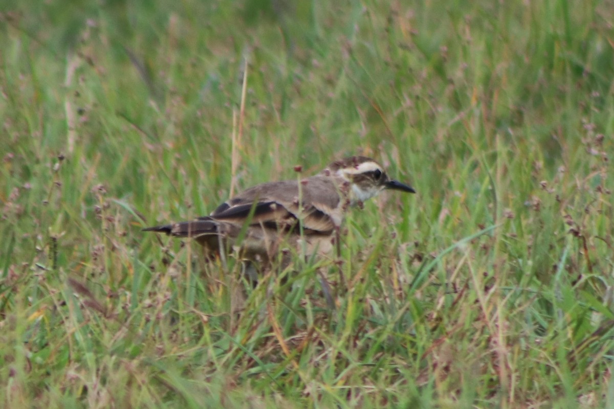 Long-tailed Cinclodes - ML633077225