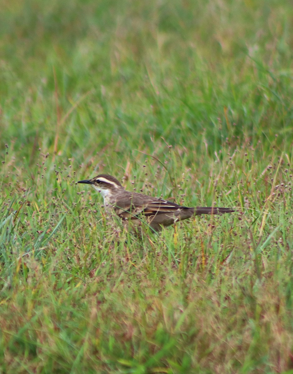 Long-tailed Cinclodes - ML633077228