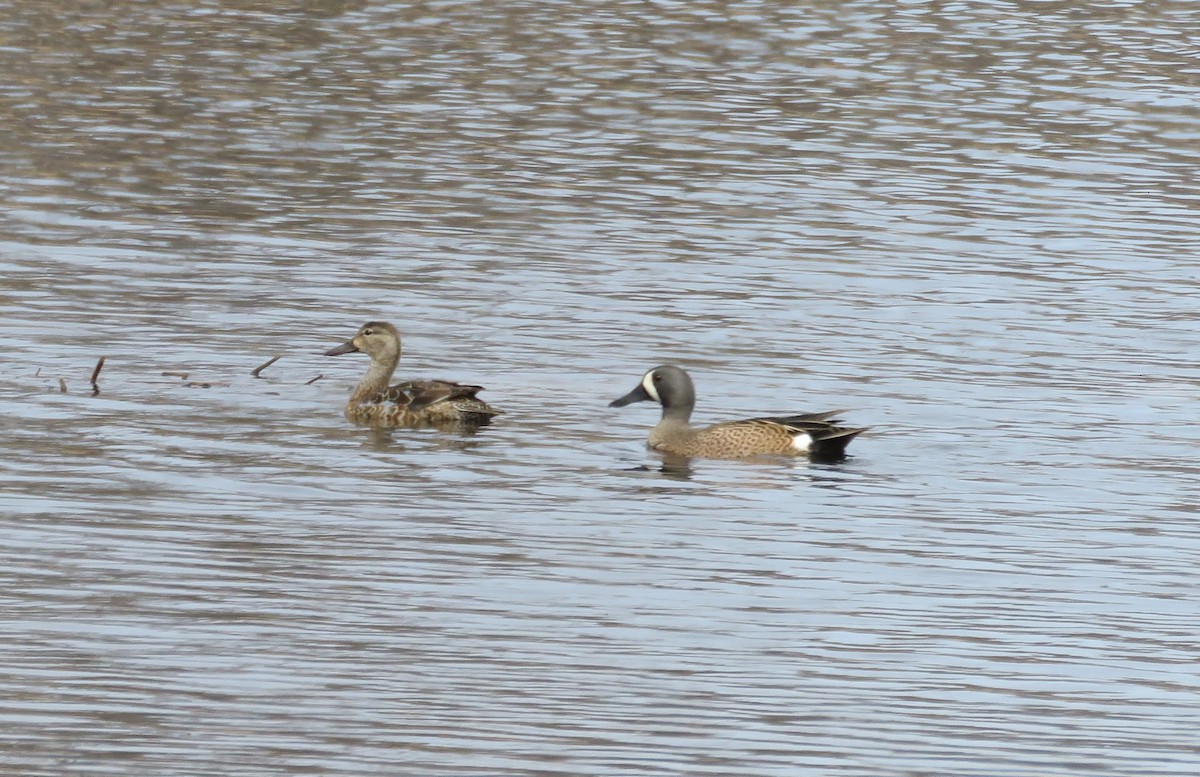 Blue-winged Teal - ML633077244