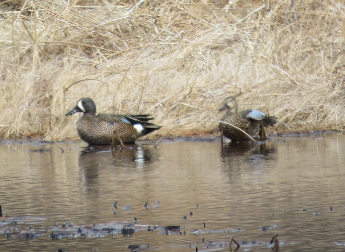 Blue-winged Teal - ML633077245