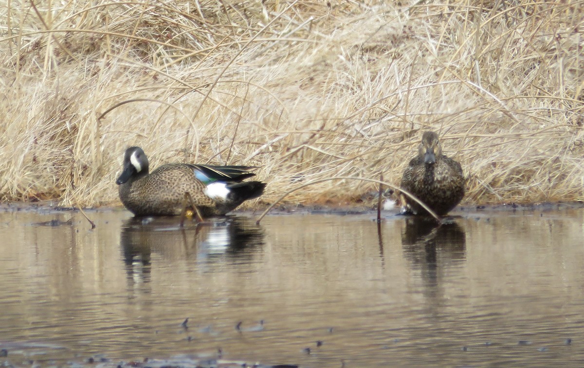 Blue-winged Teal - ML633077246