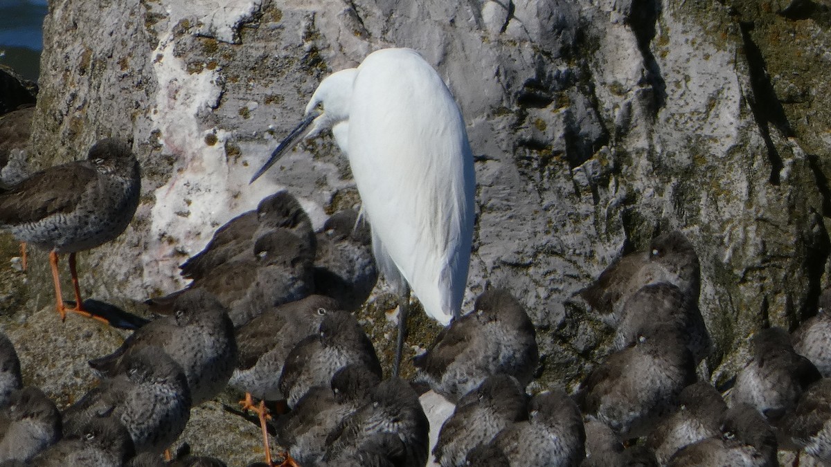 Little Egret - ML633077638