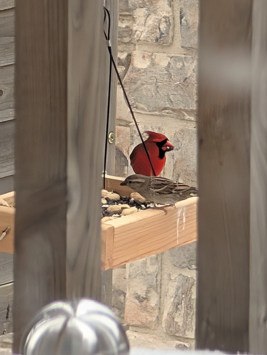 Northern Cardinal - ML633077722