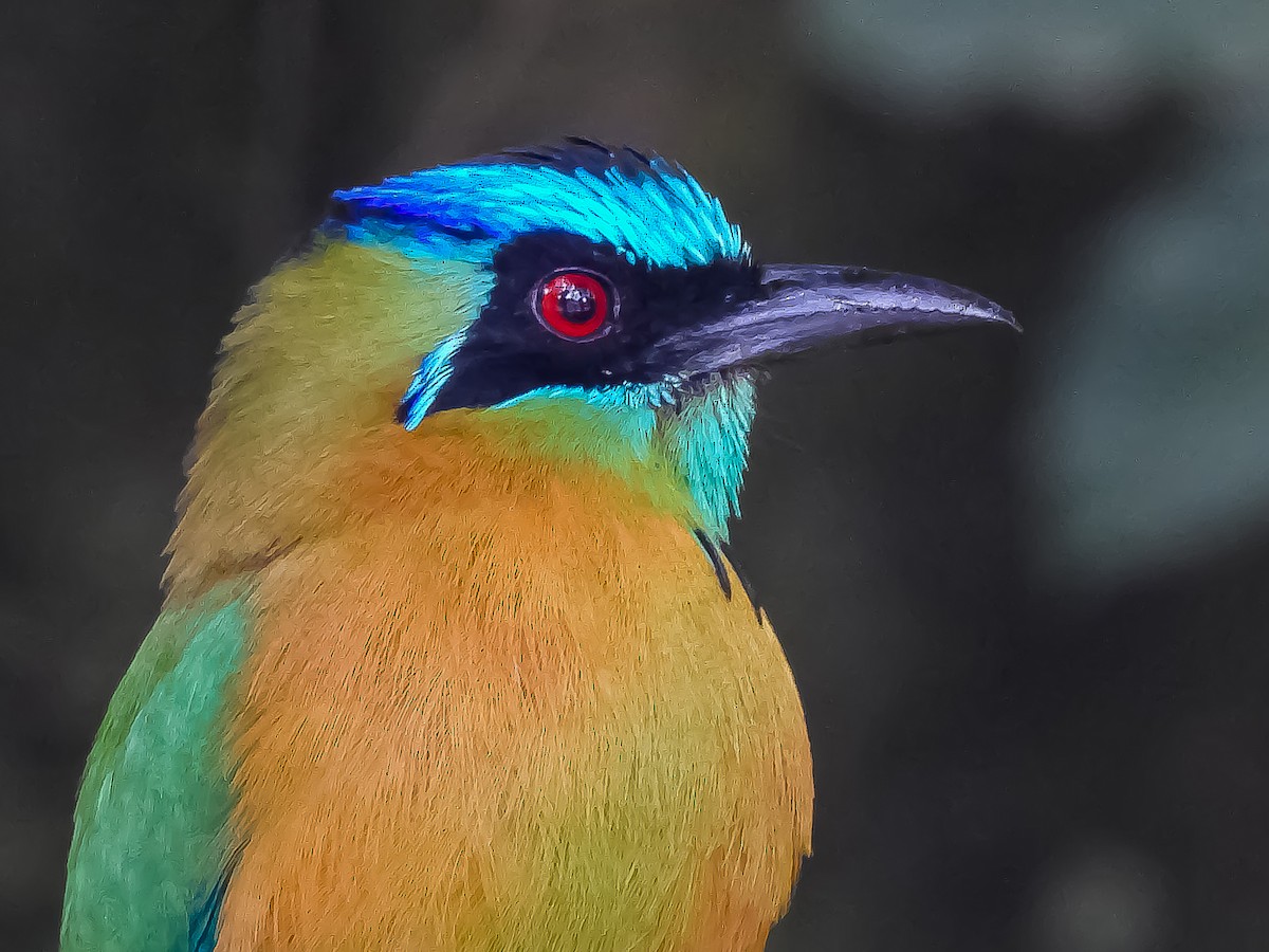Lesson's Motmot - ML633077786