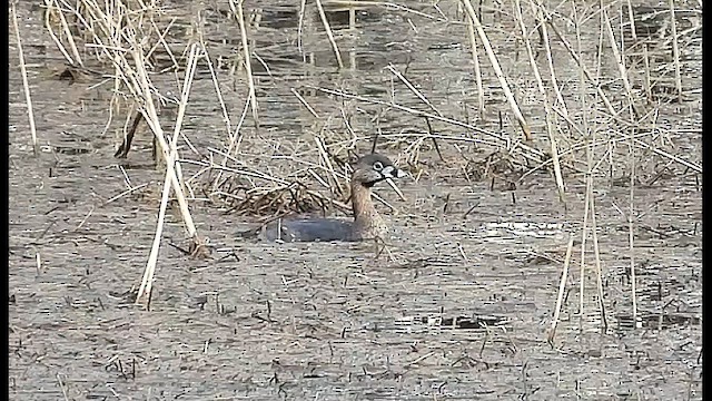 Pied-billed Grebe - ML633077834