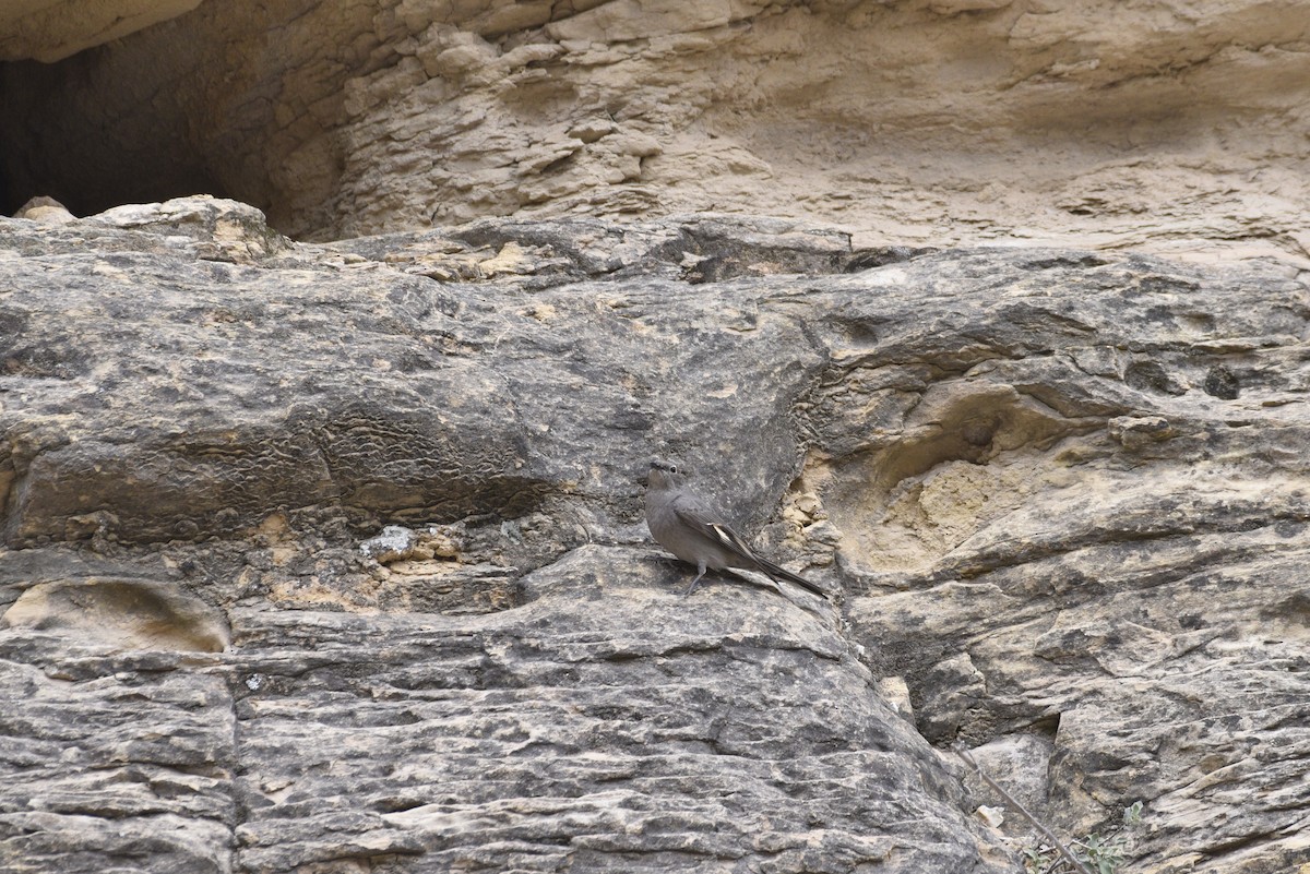 Townsend's Solitaire - ML633077917