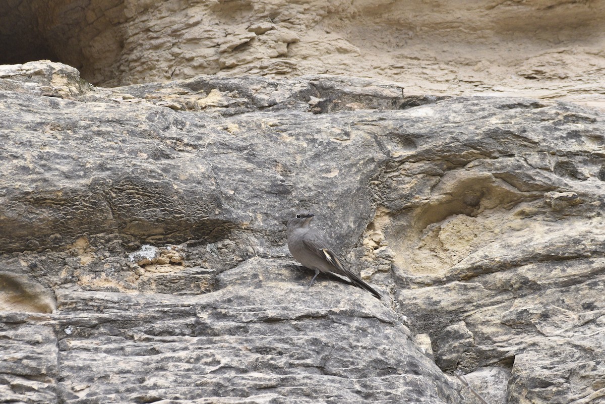 Townsend's Solitaire - ML633077941