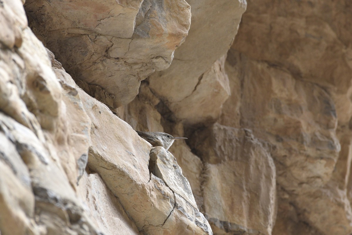 Canyon Wren - ML633077960