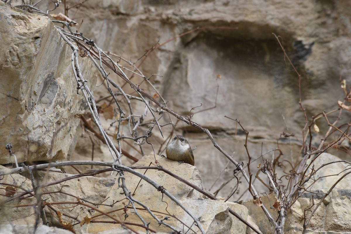 Canyon Wren - ML633078000