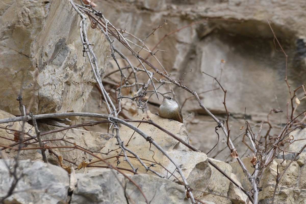 Canyon Wren - ML633078016