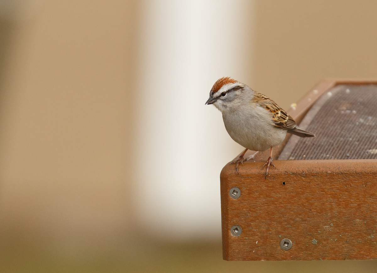 Chipping Sparrow - ML633078030