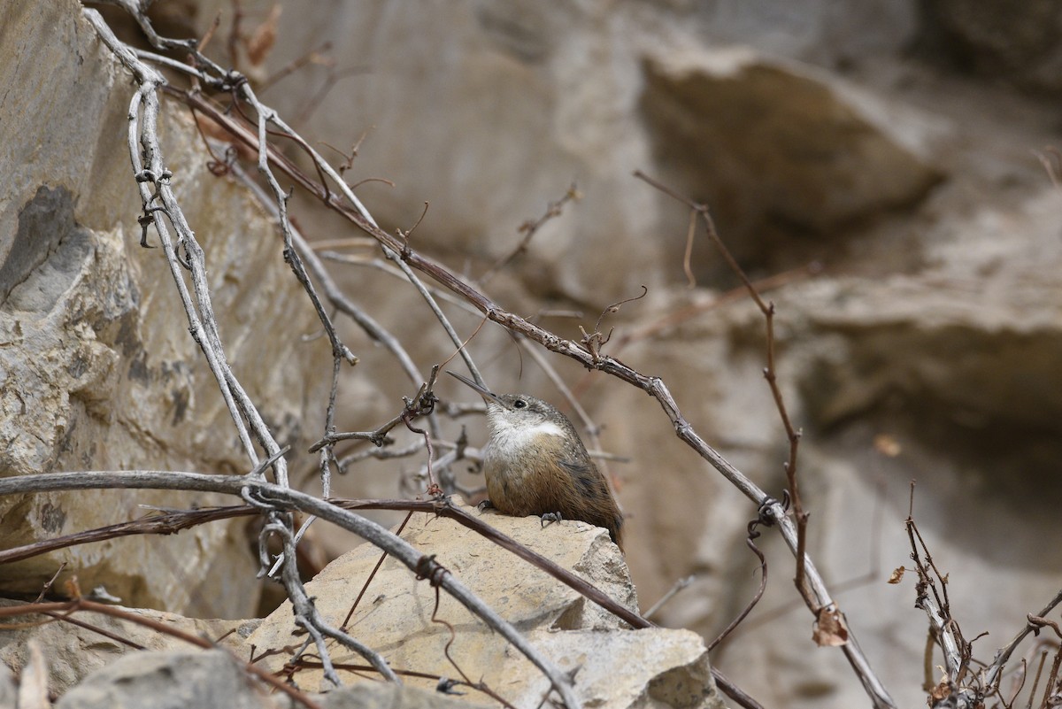 Canyon Wren - ML633078036