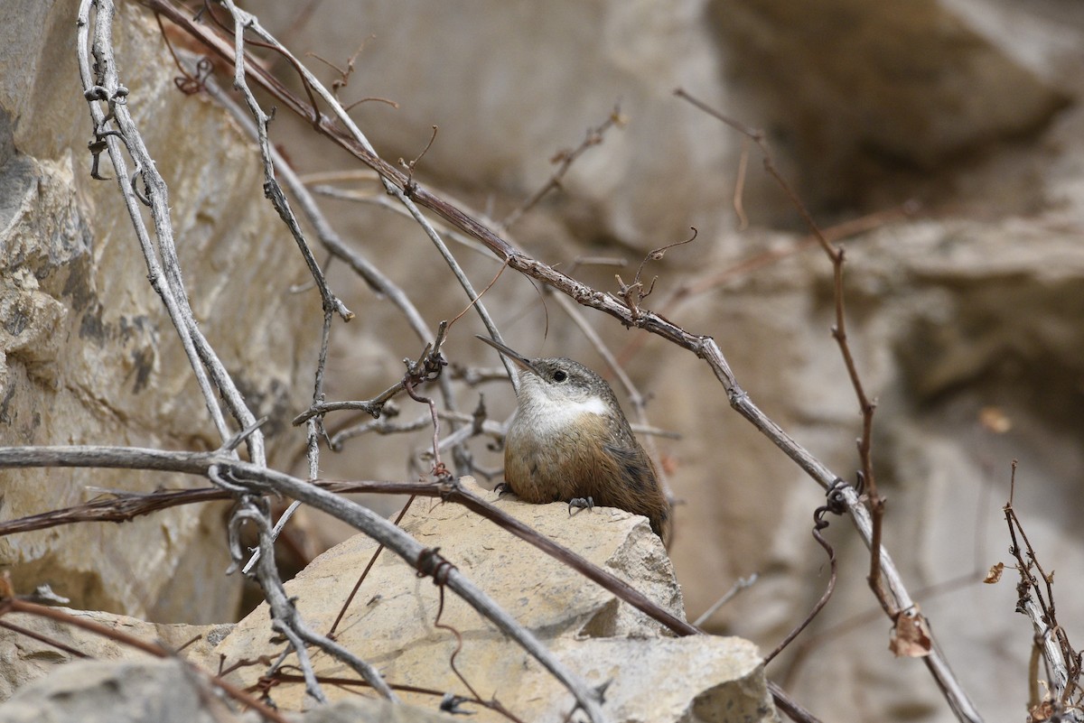 Canyon Wren - ML633078064