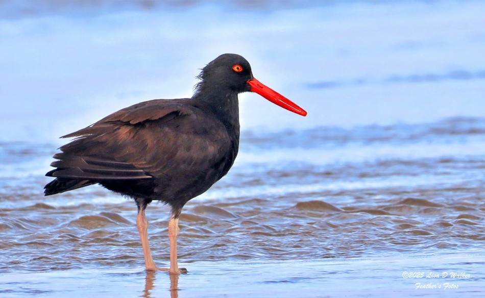 Black Oystercatcher - ML633078220