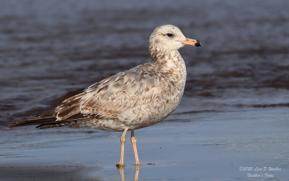 Ring-billed Gull - ML633078233
