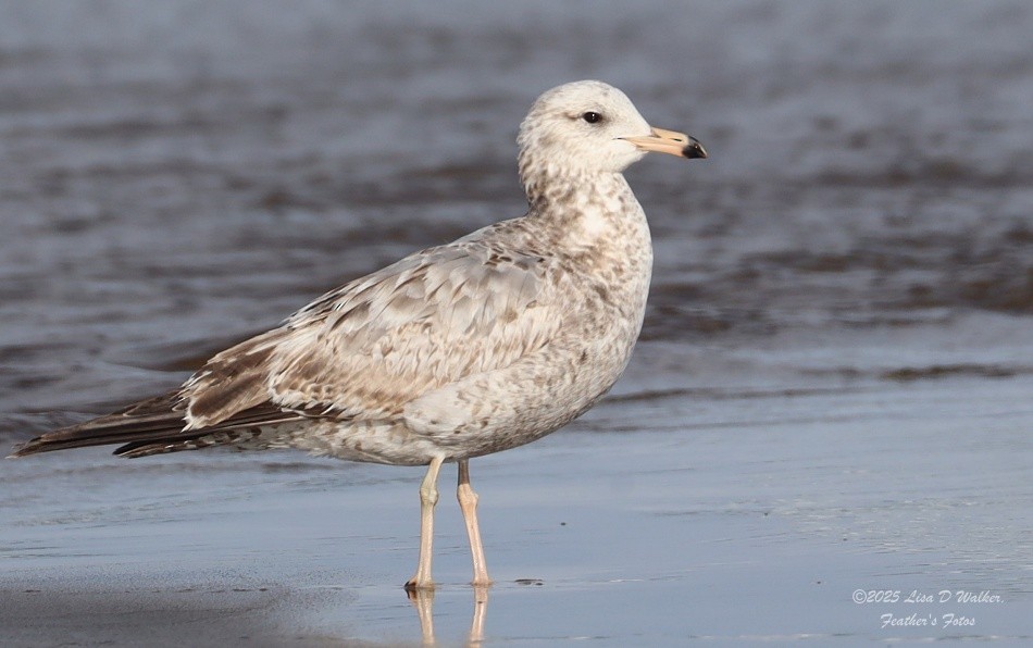 Ring-billed Gull - ML633078235