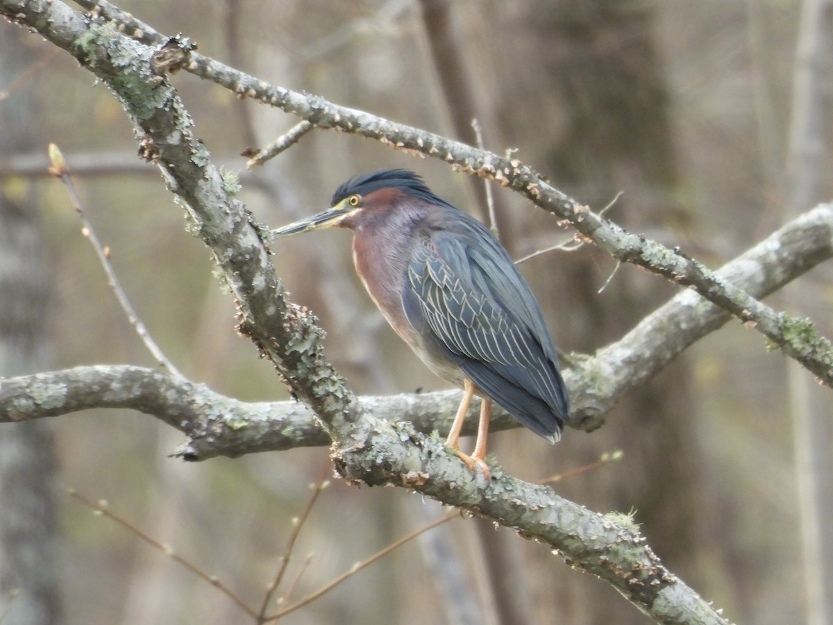 Green Heron - ML633078288