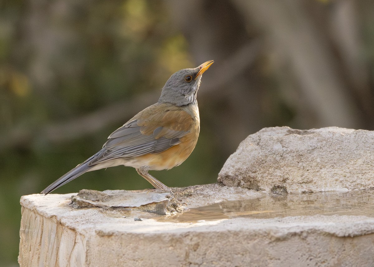 Rufous-backed Robin - ML633078289