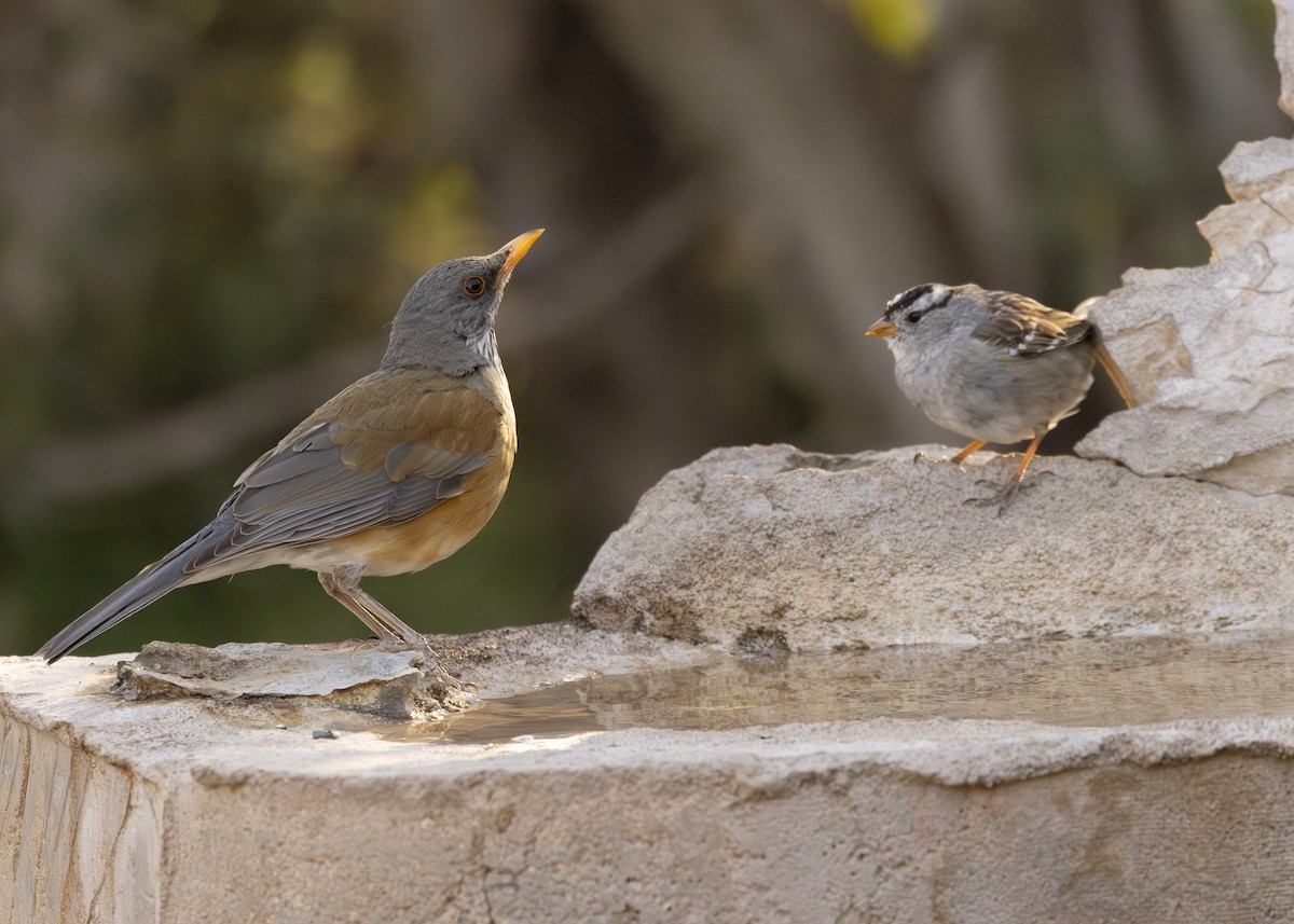 Rufous-backed Robin - ML633078290