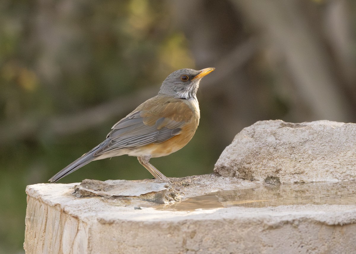 Rufous-backed Robin - ML633078292
