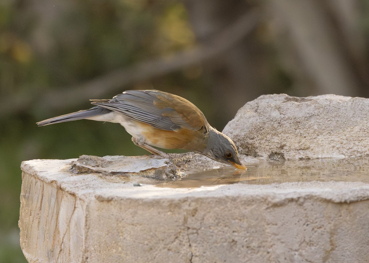 Rufous-backed Robin - ML633078293