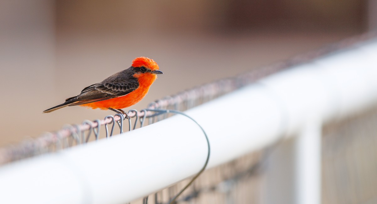 Vermilion Flycatcher - ML633078582