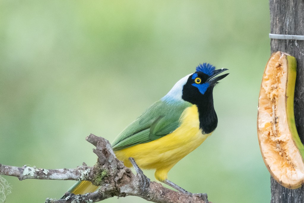 Green Jay - ML633078642