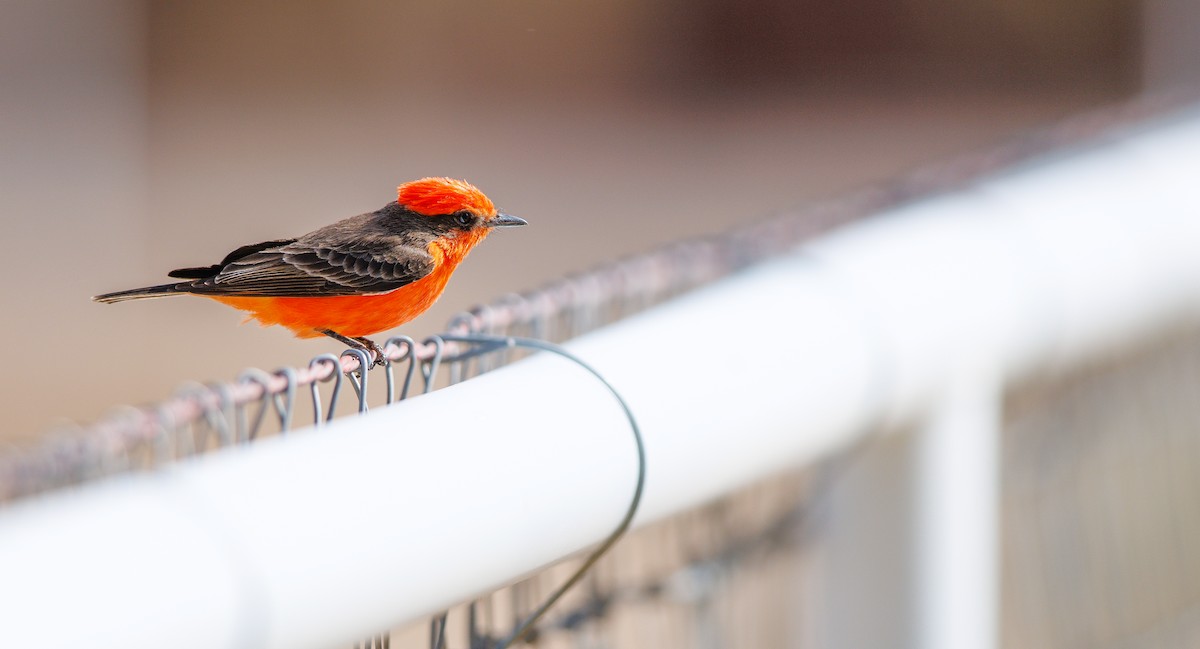 Vermilion Flycatcher - ML633078681