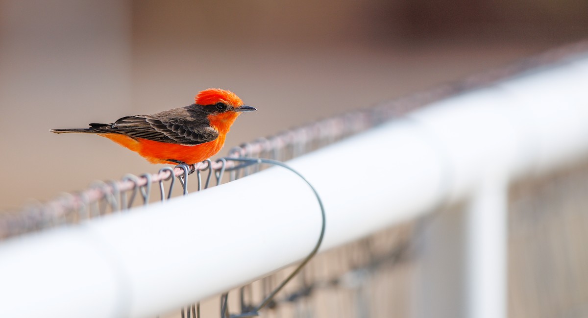 Vermilion Flycatcher - ML633078711