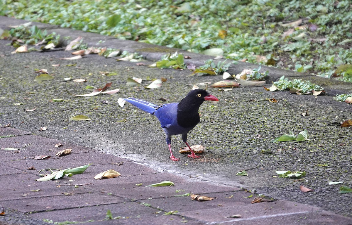 Taiwan Blue-Magpie - Dan Pointon