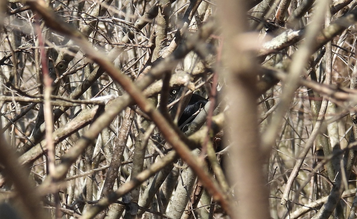 Rusty Blackbird - ML633079015