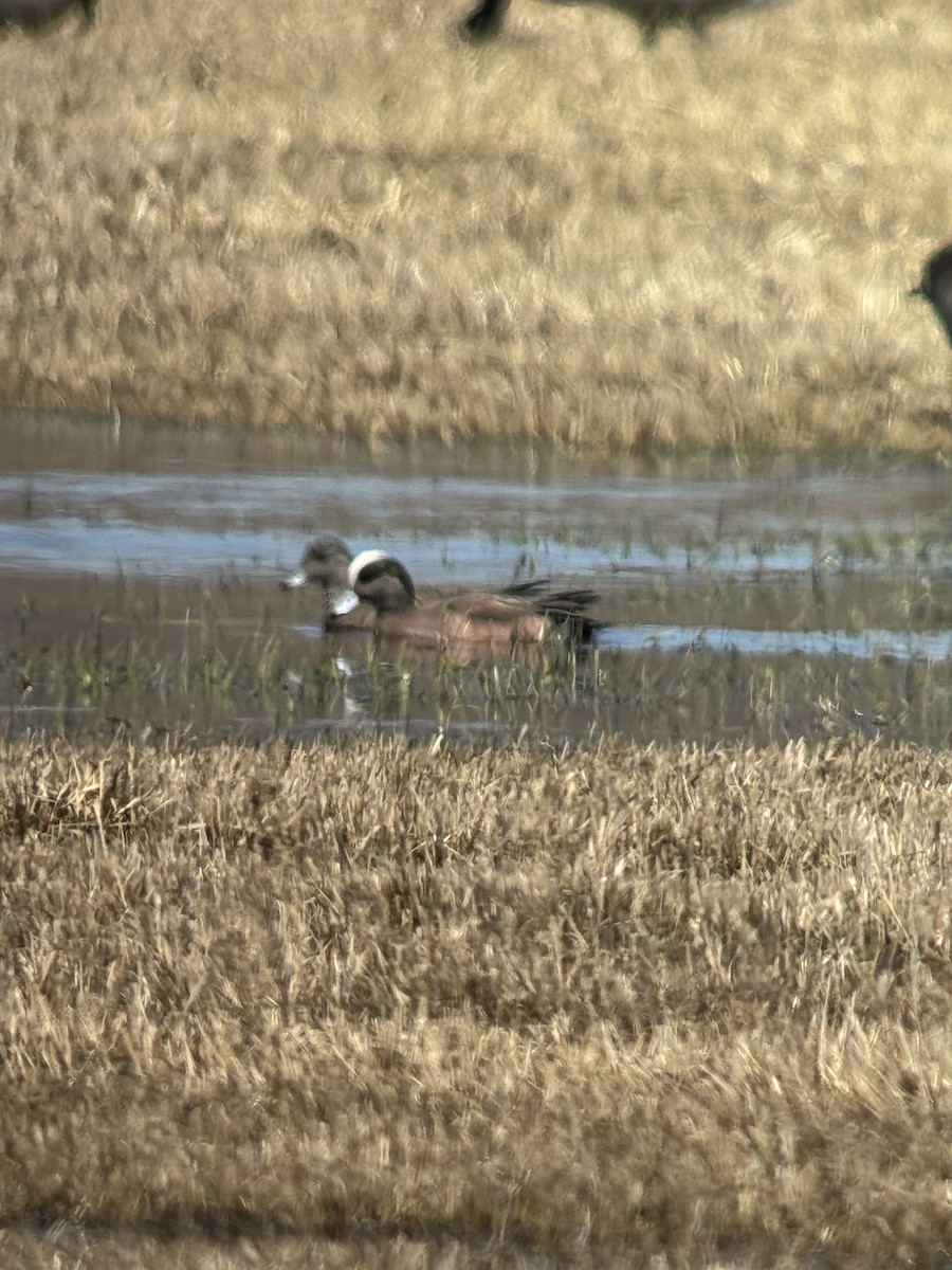 American Wigeon - ML633079085