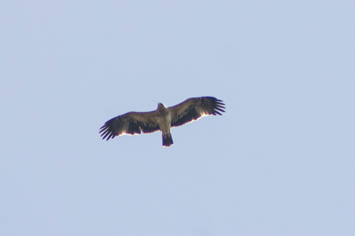 iberiaørn - ML633079214