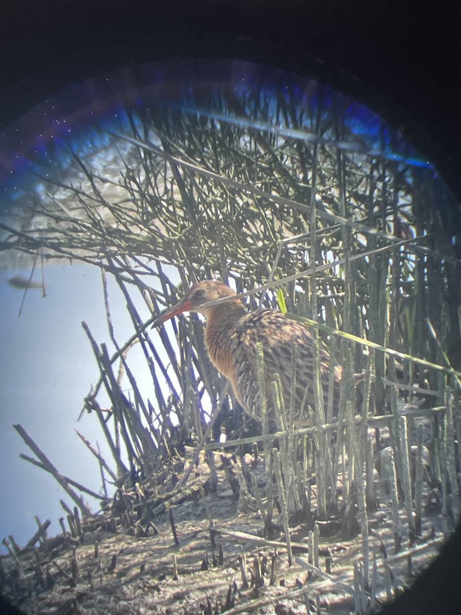 Ridgway's Rail - ML633079737