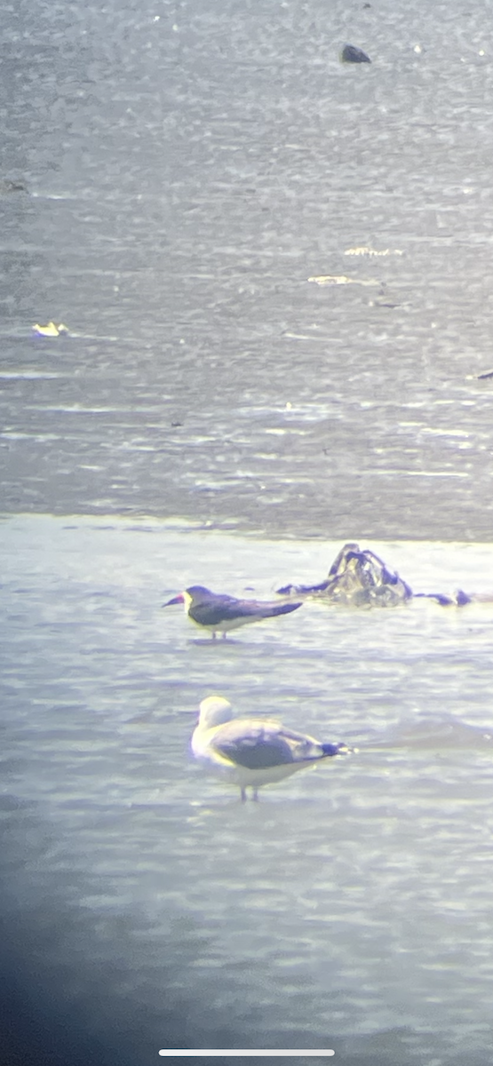 Black Skimmer - ML633079908