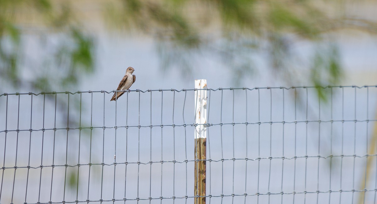 Northern Rough-winged Swallow - ML633079978