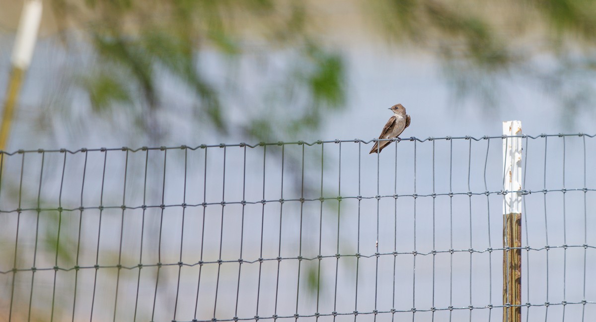Northern Rough-winged Swallow - ML633080027