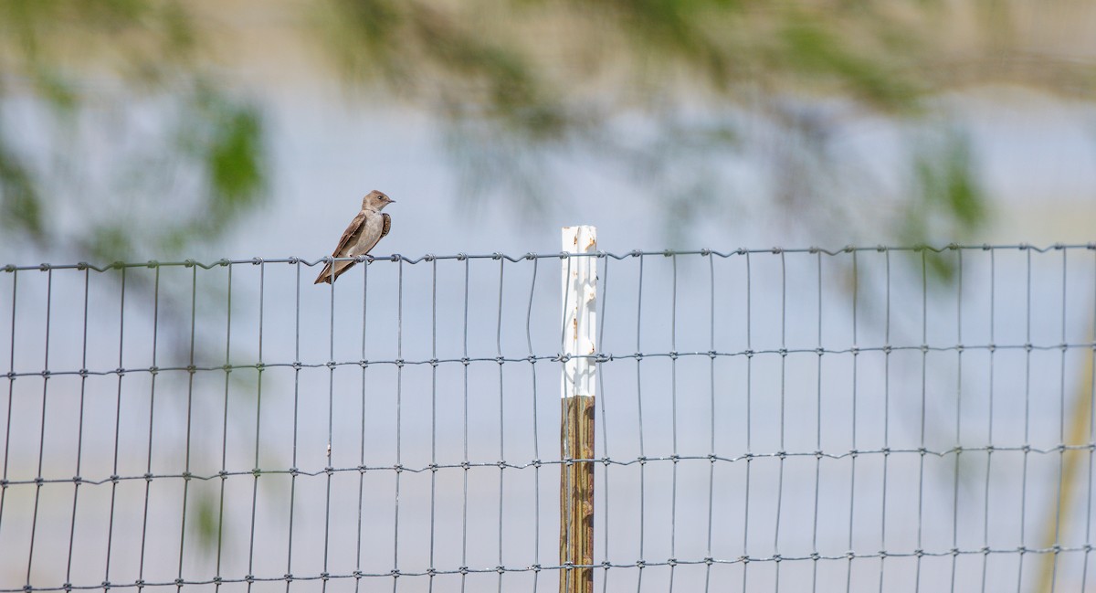 Northern Rough-winged Swallow - ML633080097