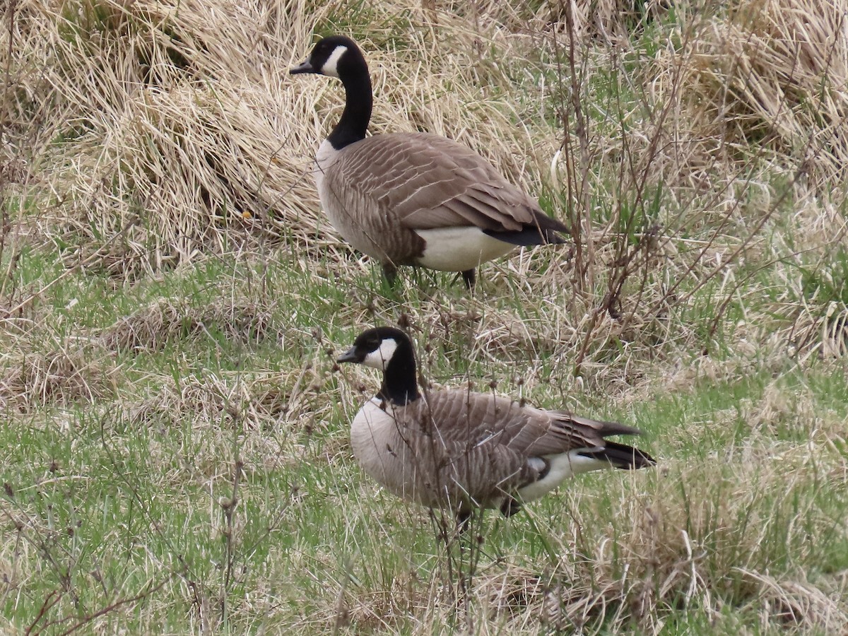Cackling Goose - ML633080278