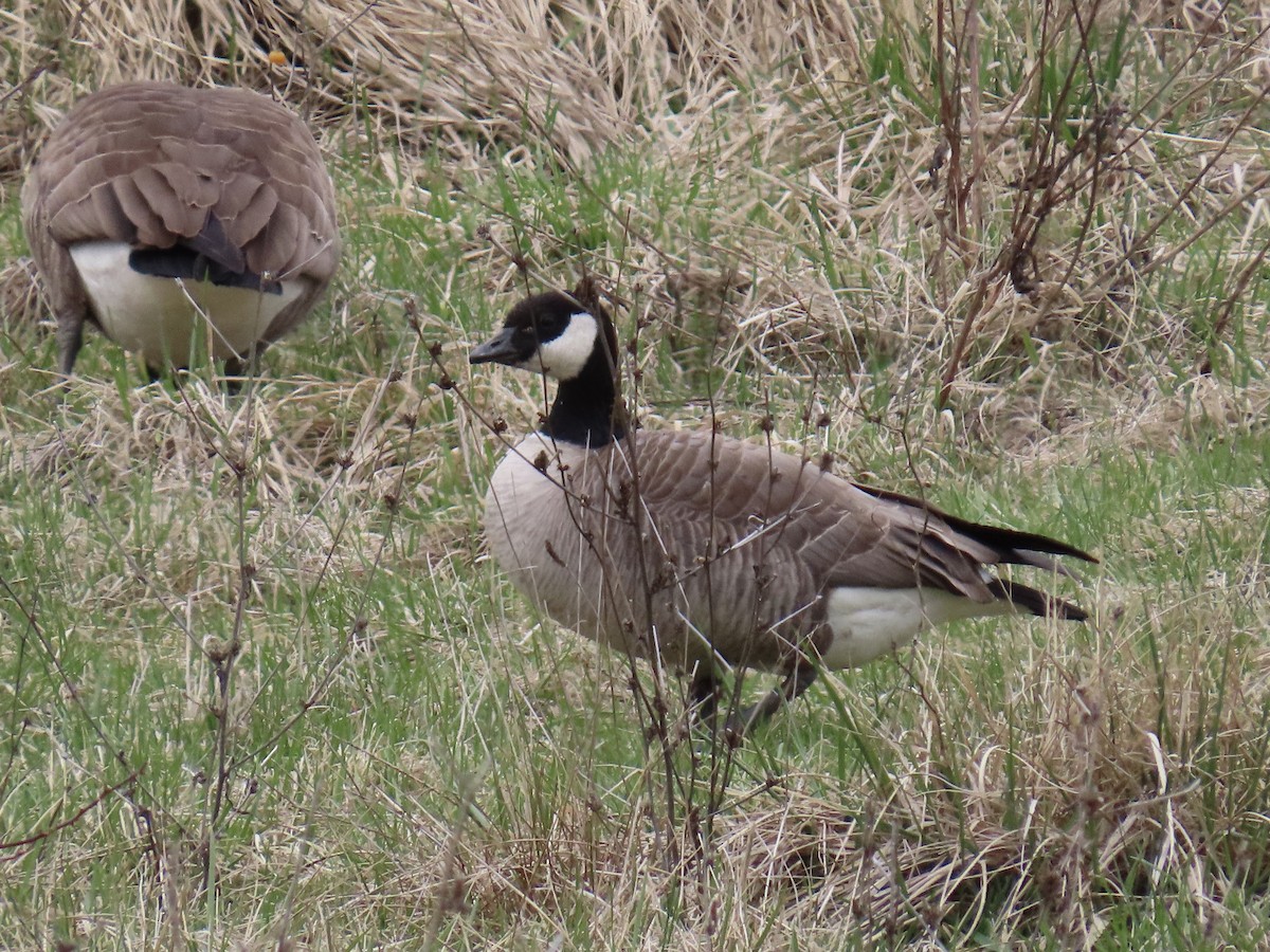 Cackling Goose - ML633080280