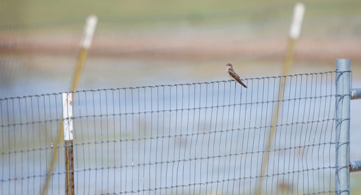 Northern Rough-winged Swallow - ML633080304