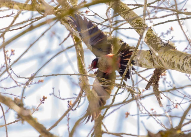 Lewis's Woodpecker - ML633080325