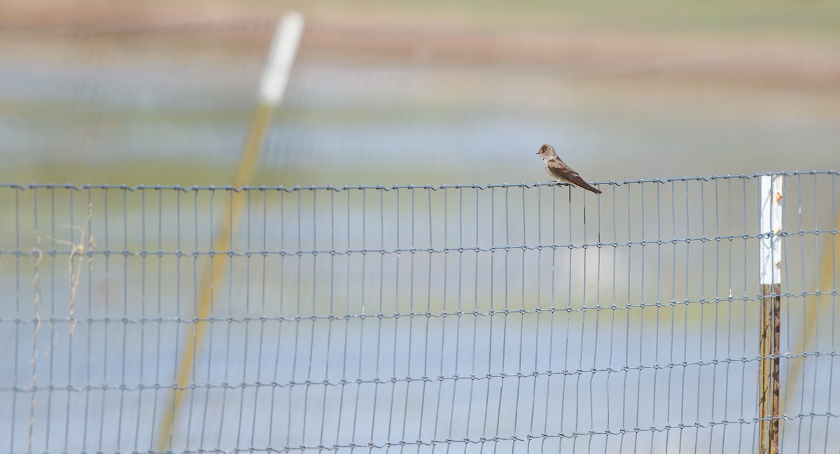 Northern Rough-winged Swallow - ML633080342
