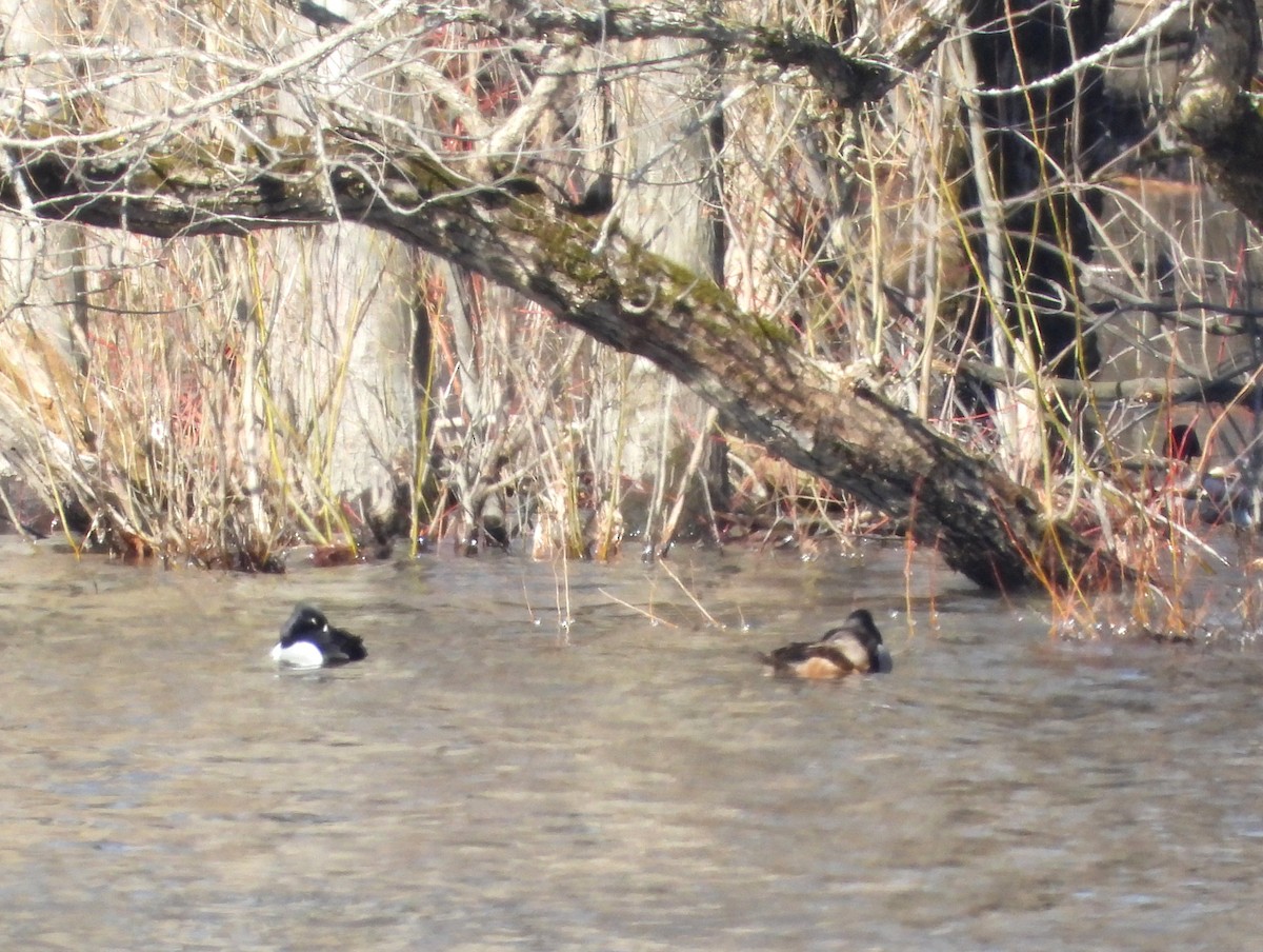 Ring-necked Duck - ML633080356