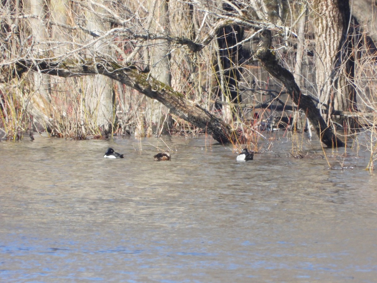 Ring-necked Duck - ML633080357