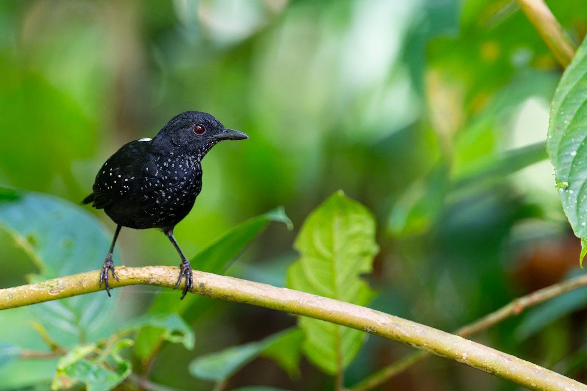 Stub-tailed Antbird - ML633080370