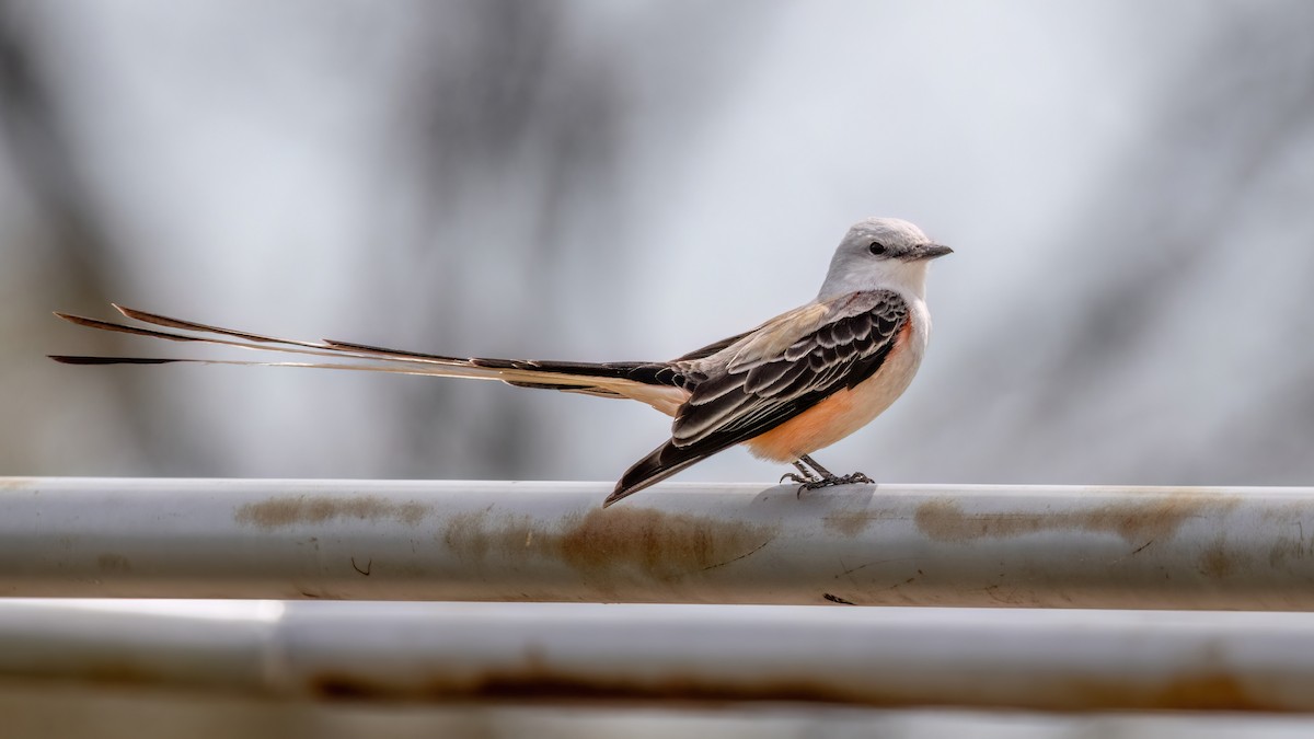 Scissor-tailed Flycatcher - ML633080932