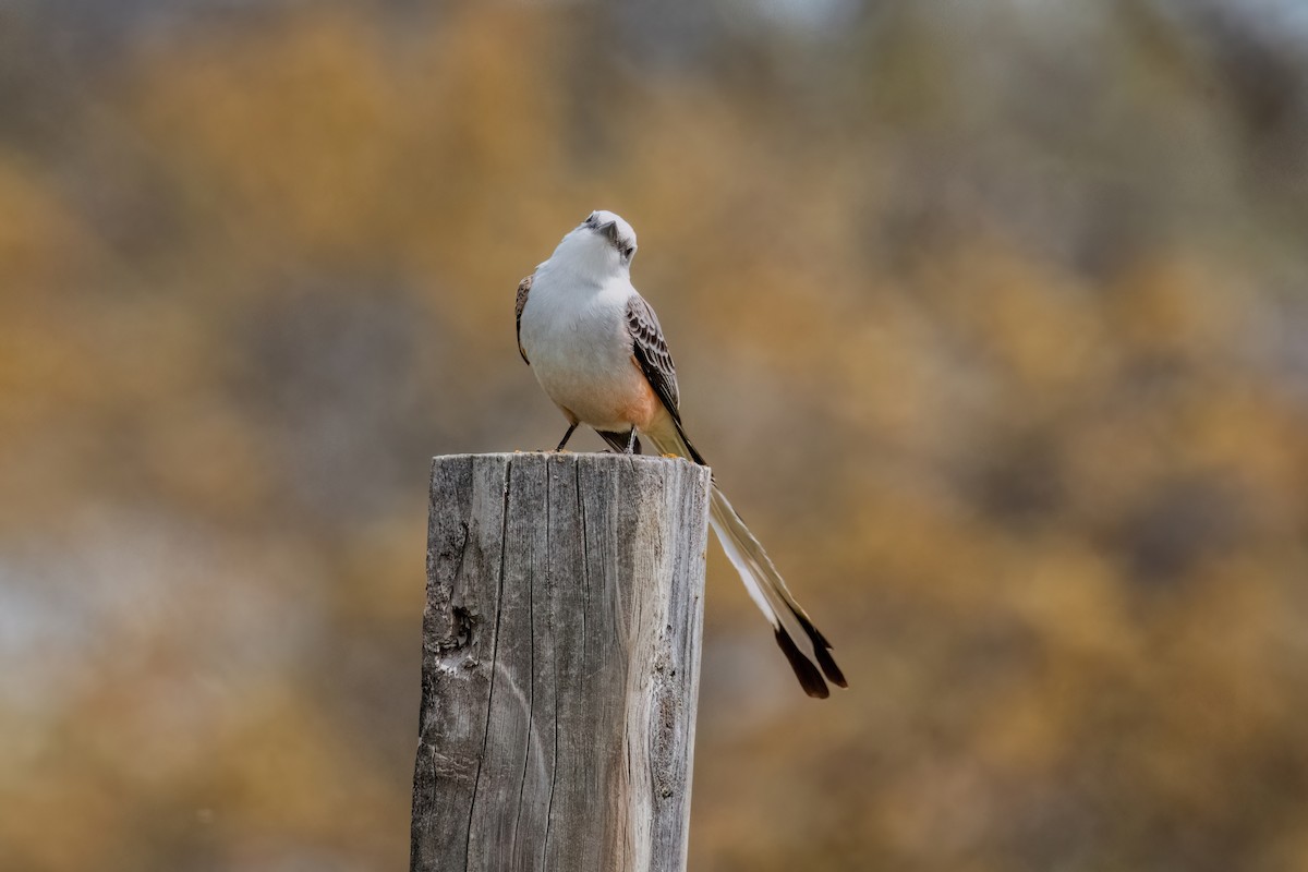 Scissor-tailed Flycatcher - ML633080969
