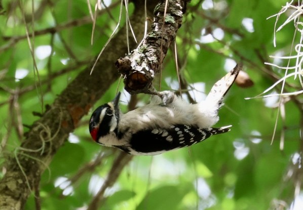 Downy Woodpecker - ML633081049